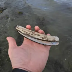 Atlantic Jackknife thumbnail 2