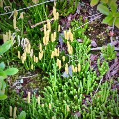 Sitka clubmoss thumbnail 2