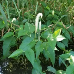 lizard's tail thumbnail 4