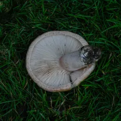 Downy milk cap thumbnail 3
