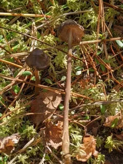rooting bonnet thumbnail 3