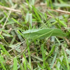 Broad-winged Bush Katydid thumbnail 2
