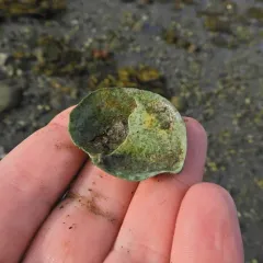 Common Atlantic Slippersnail thumbnail 2