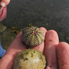 Arctic Green Sea Urchin thumbnail 4