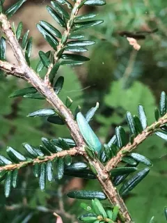 Gyponana striata thumbnail 1