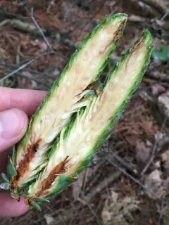 Conophthorus coniperda thumbnail 3