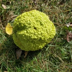 Osage-orange thumbnail 3
