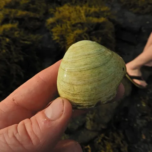 False Quahog