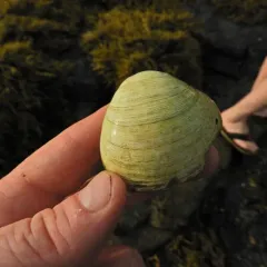 False Quahog thumbnail 1