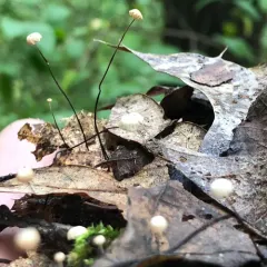 Marasmius capillaris thumbnail 1