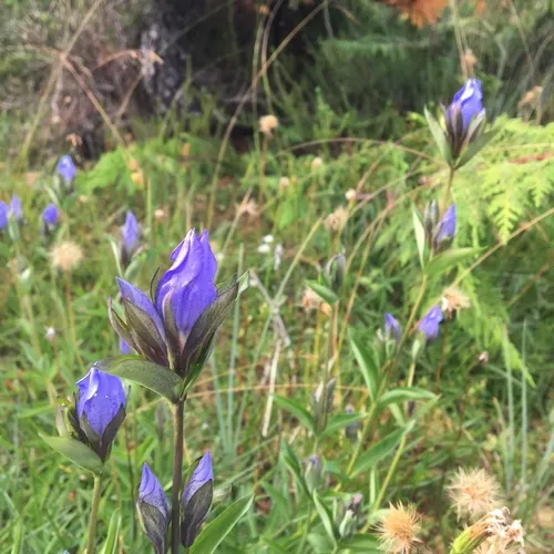 king's scepter gentian