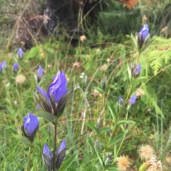 king's scepter gentian thumbnail 1