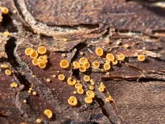 Orbilia pilifera thumbnail 2