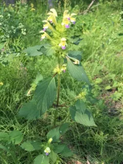 Large-flowered Hemp-nettle thumbnail 4