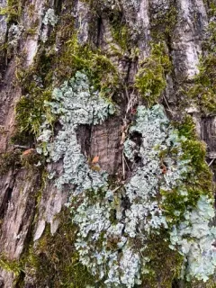 Obscure Shield Lichen thumbnail 4