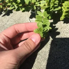 Sea Sandwort thumbnail 1