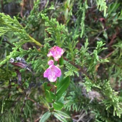 Western Bog Laurel thumbnail 1