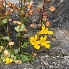 seep monkeyflower thumbnail 2