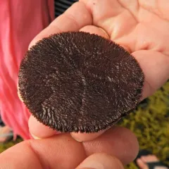 Common Sand Dollar thumbnail 2