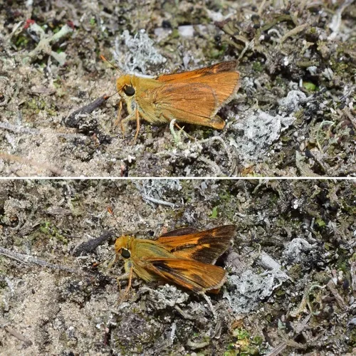 Leonard's Skipper