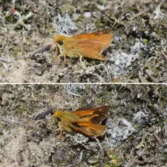 Leonard's Skipper thumbnail 1