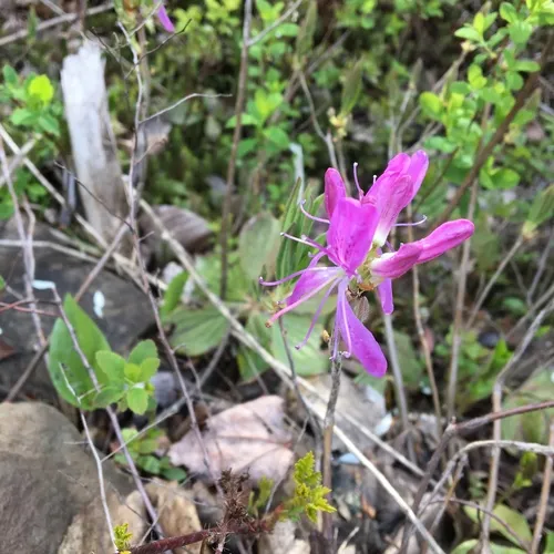 Rhodora