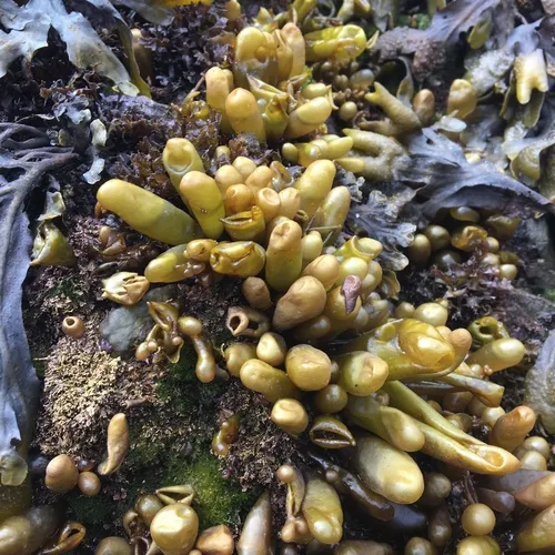 Sea Sacks