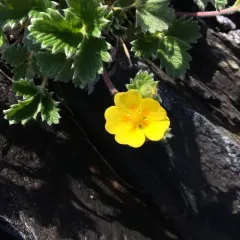 Northern Cinquefoil thumbnail 1
