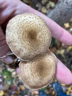 Armillaria gemina thumbnail 2