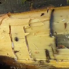 Axymyia furcata thumbnail 1