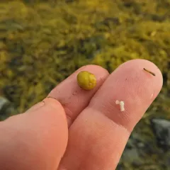 Flat Periwinkle thumbnail 1