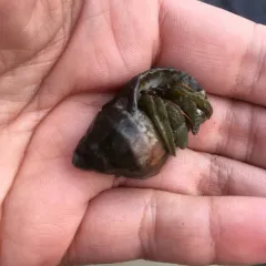 Grainy Hermit Crab thumbnail 4