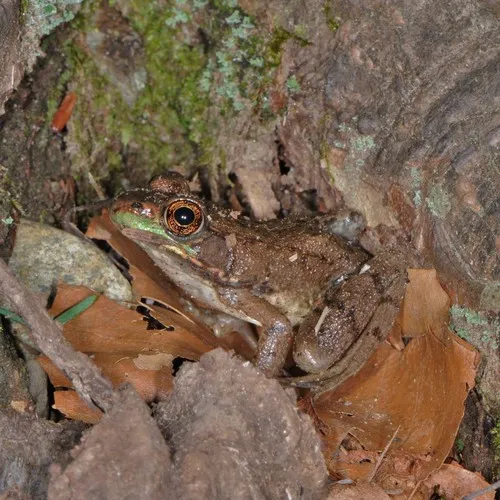 Green Frog