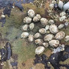 Fingered Limpet thumbnail 4