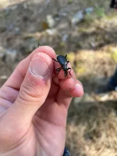 Relic Snail-eating Beetle thumbnail 3