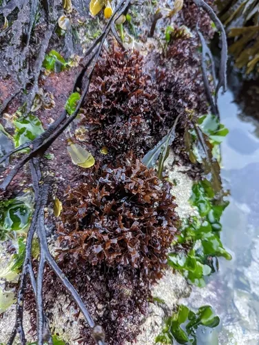 false Irish moss