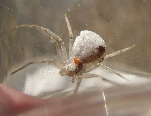 Philodromus insperatus