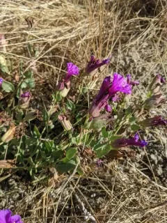 Colorado Four o'Clock thumbnail 2