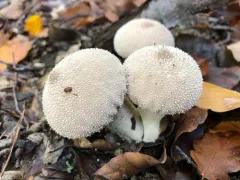 common puffball thumbnail 6