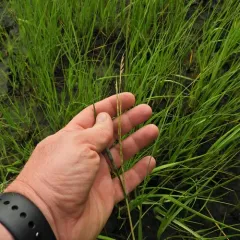 Saltmarsh Cordgrass thumbnail 4