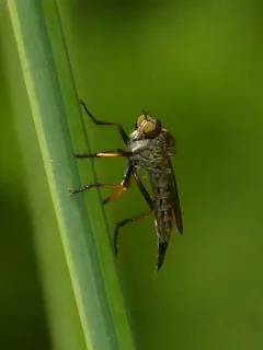 Neomochtherus auricomus thumbnail 4