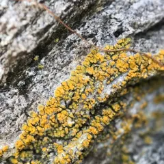 Athallia scopularis thumbnail 1