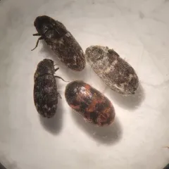 Warehouse Beetle thumbnail 1