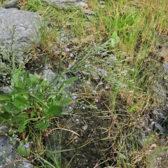 Carolina Sea Lavender thumbnail 4