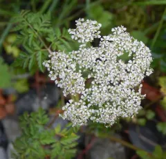 Western Hemlock-parsley thumbnail 4