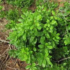 northern bayberry thumbnail 3