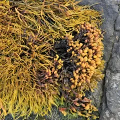 Spiral Wrack thumbnail 2