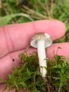 blistered woodwax thumbnail 3