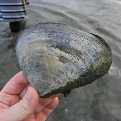 West Atlantic Surfclam thumbnail 4