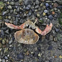 Jonah Crab thumbnail 2